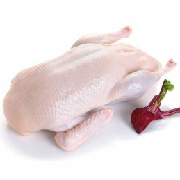 CANARD DE BARBARIE