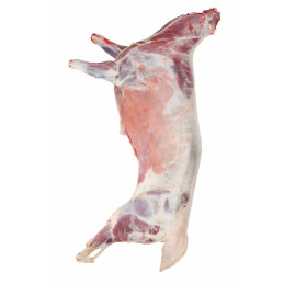AGNEAU ENTIER 
