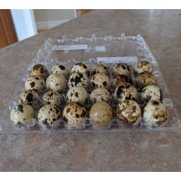 OEUFS DE CAILLES 18PC