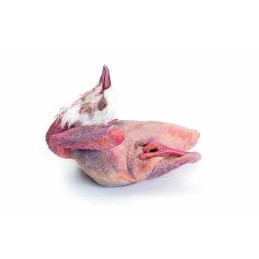 PIGEONNEAU GASTRO EFFIL...