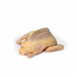 PIGEONNEAU GASTRO PAD