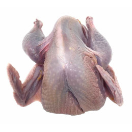 COQ FAISAN PAC BEL